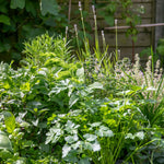 Sense-ational Herb Collection | 12 x Plug Plants | Multi