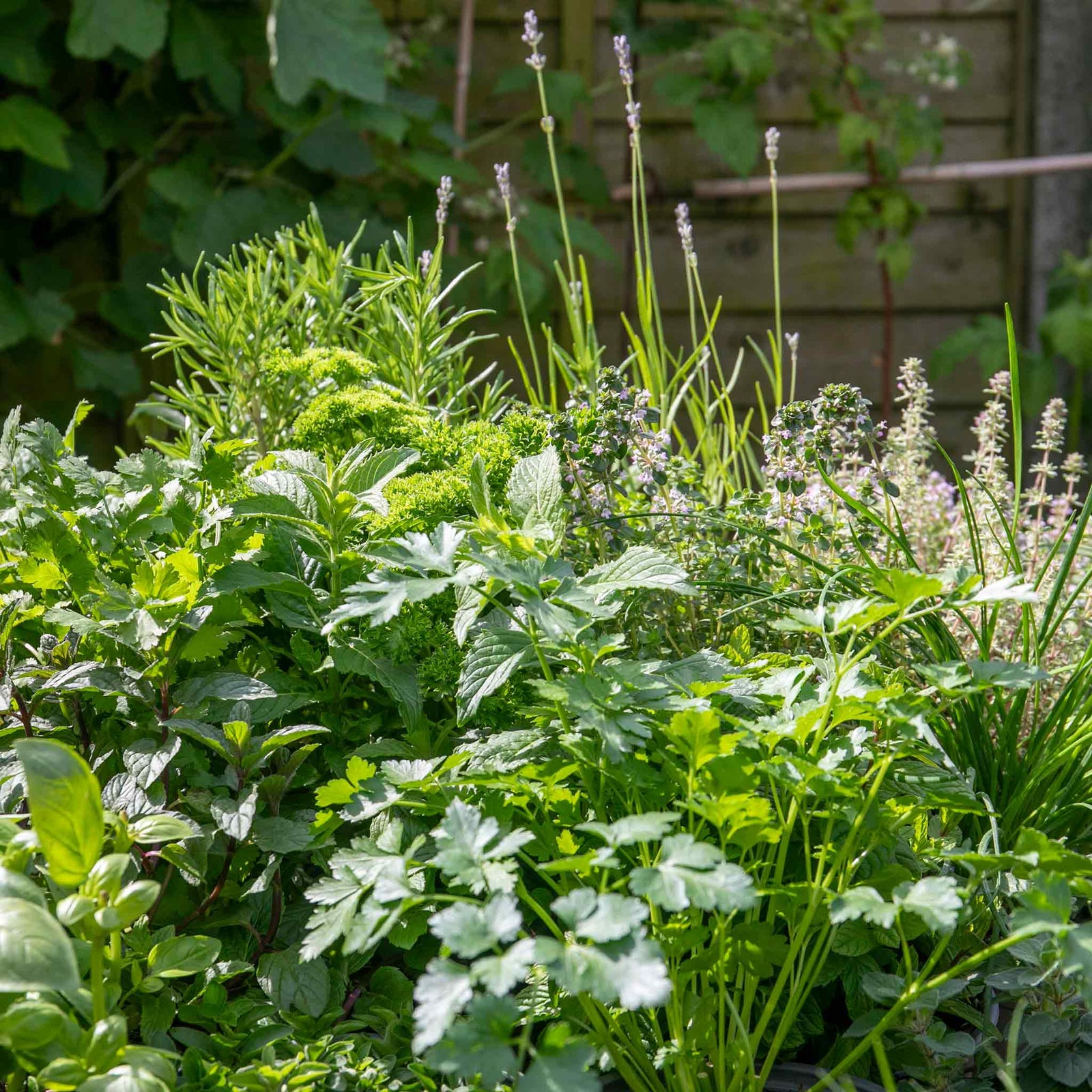 Sense-ational Herb Collection | 6 Plug Plants | Green