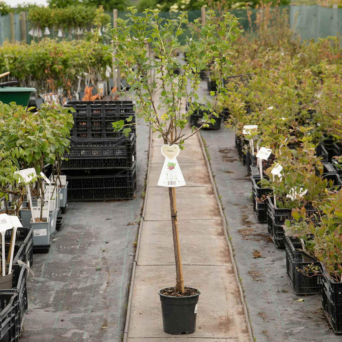 Gooseberry 'hinnonmaki Red' Standard Plant 3l | Set of 1