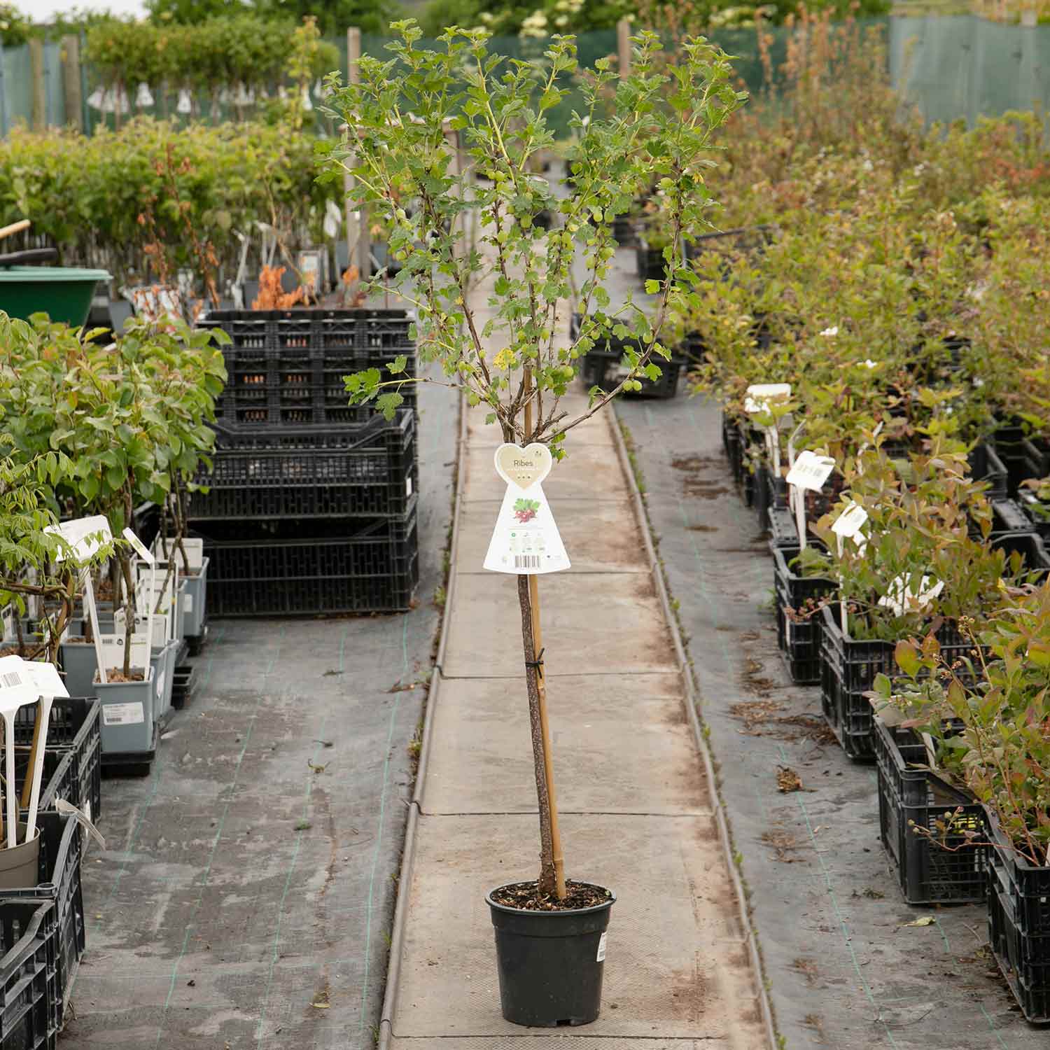 Gooseberry 'hinnonmaki Red' Standard Plant 3l | Set-of-1