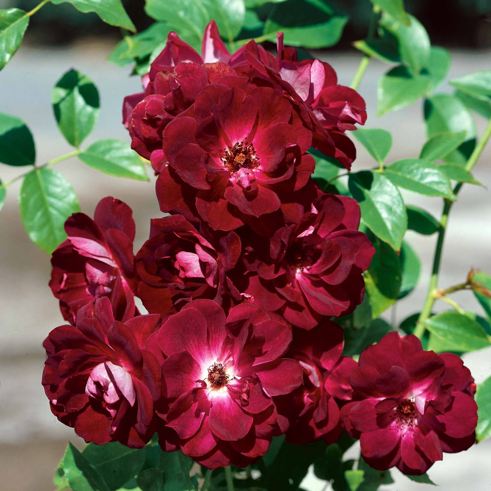 Rose 'burgundy Ice' Floribunda | 1 x Bare Root | Maroon