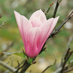 Magnolia 'heaven Scent' Compact Fragrant Pink Shrub (rhs Award Of Garden Merit) | 1 x 9cm | Pink