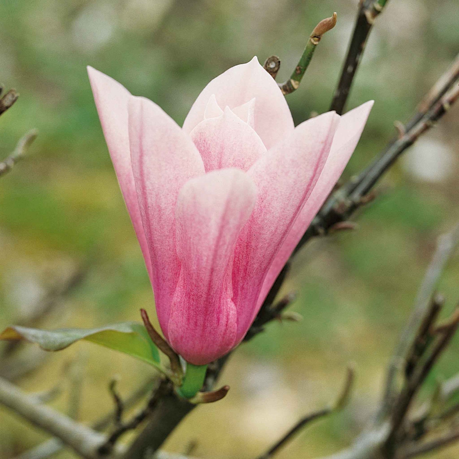 Magnolia 'heaven Scent' Compact Fragrant Pink Shrub (rhs Award Of Garden Merit) | 1 x 3L | Pink
