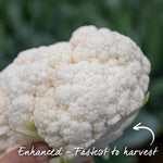 Cauliflower 'speedstar' Early-maturing Plant | 16 x Pro Grower Plugs | White