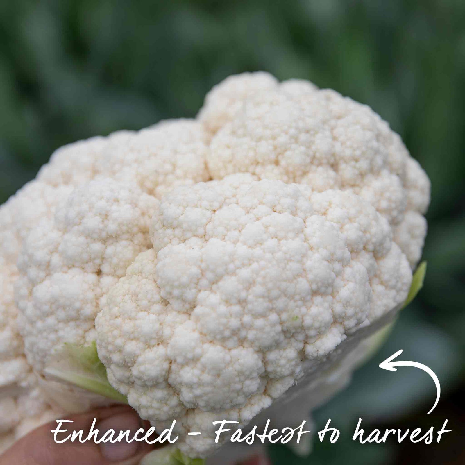 Cauliflower 'speedstar' Early-maturing Plant | 16 x Pro Grower Plugs | White
