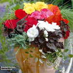 Begonia Nonstop Mocca Mixed Garden Ready Plants | 24 x Garden Ready Plants