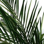 Areca Palm Natural Artificial Tree 150cm  - Realistic Plant By Botanik