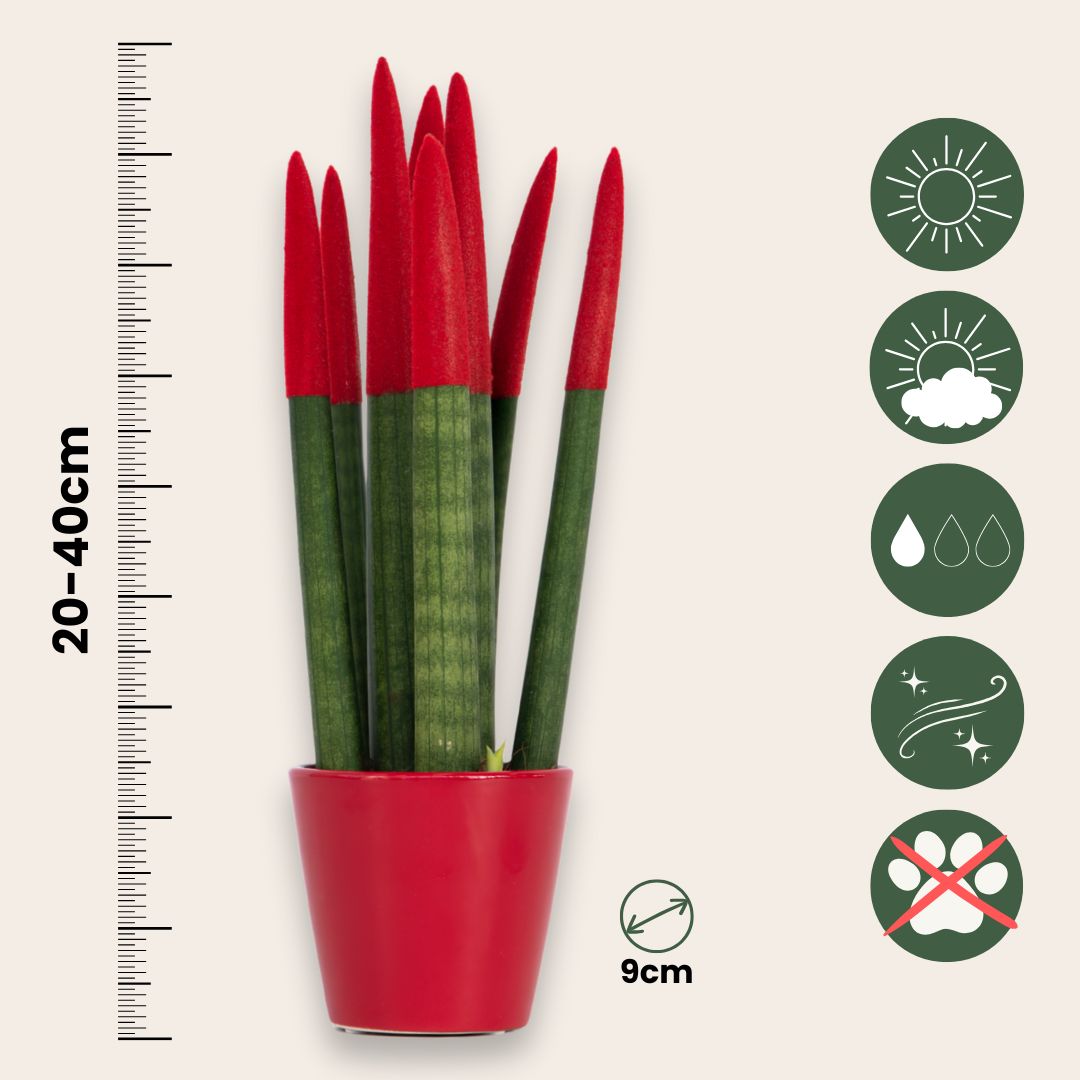 Snake Plant Velvet Touch - Sansevieria Cylindrica - Height 20-40cm - ⌀9cm | Red