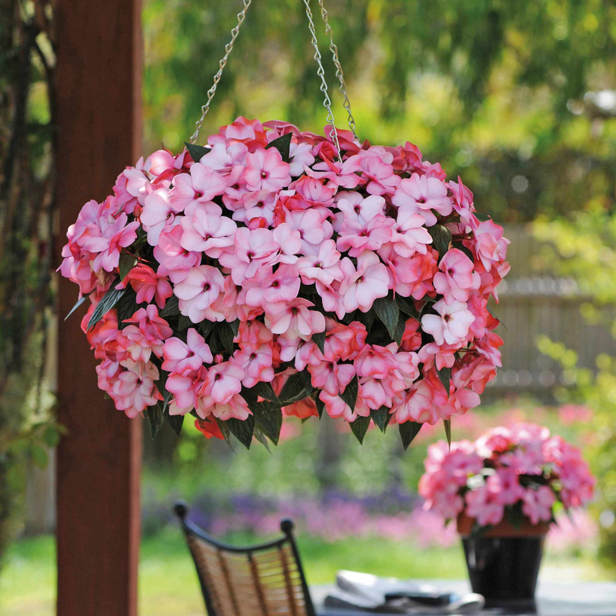 Busy Lizzie 'clockwork' Plant Collection - 6 Or 12 Plug Plants | 12 x Plug Plants | Pink