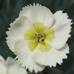 Dianthus ‘cocktail Collection’ - Plug Plants | Set-of-3 | Multi