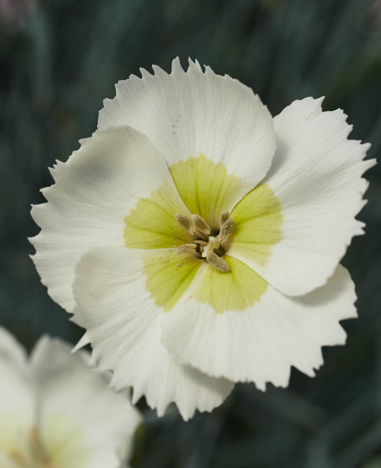 Dianthus ‘cocktail Collection’ - Plug Plants | Set-of-3 | Multi