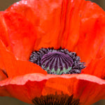 Hayloft Papaver Orientale Red Rumble - 9cm Pot