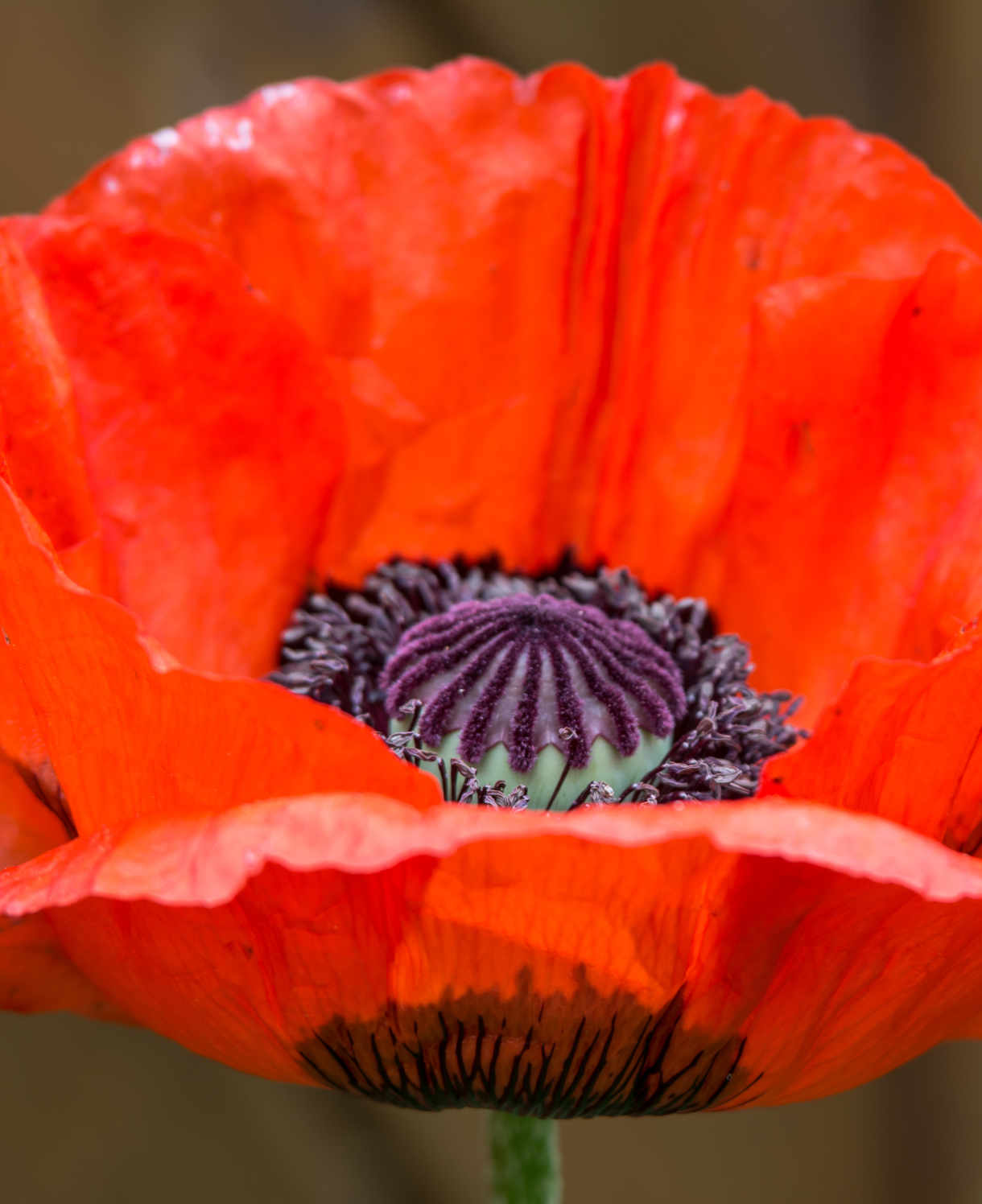 Papaver Orientale Red Rumble - 9cm Pot
