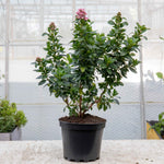Escallonia Leavis 'pink Elle' - Compact Evergreen Shrub | 1 x 9cm | Green & Pink