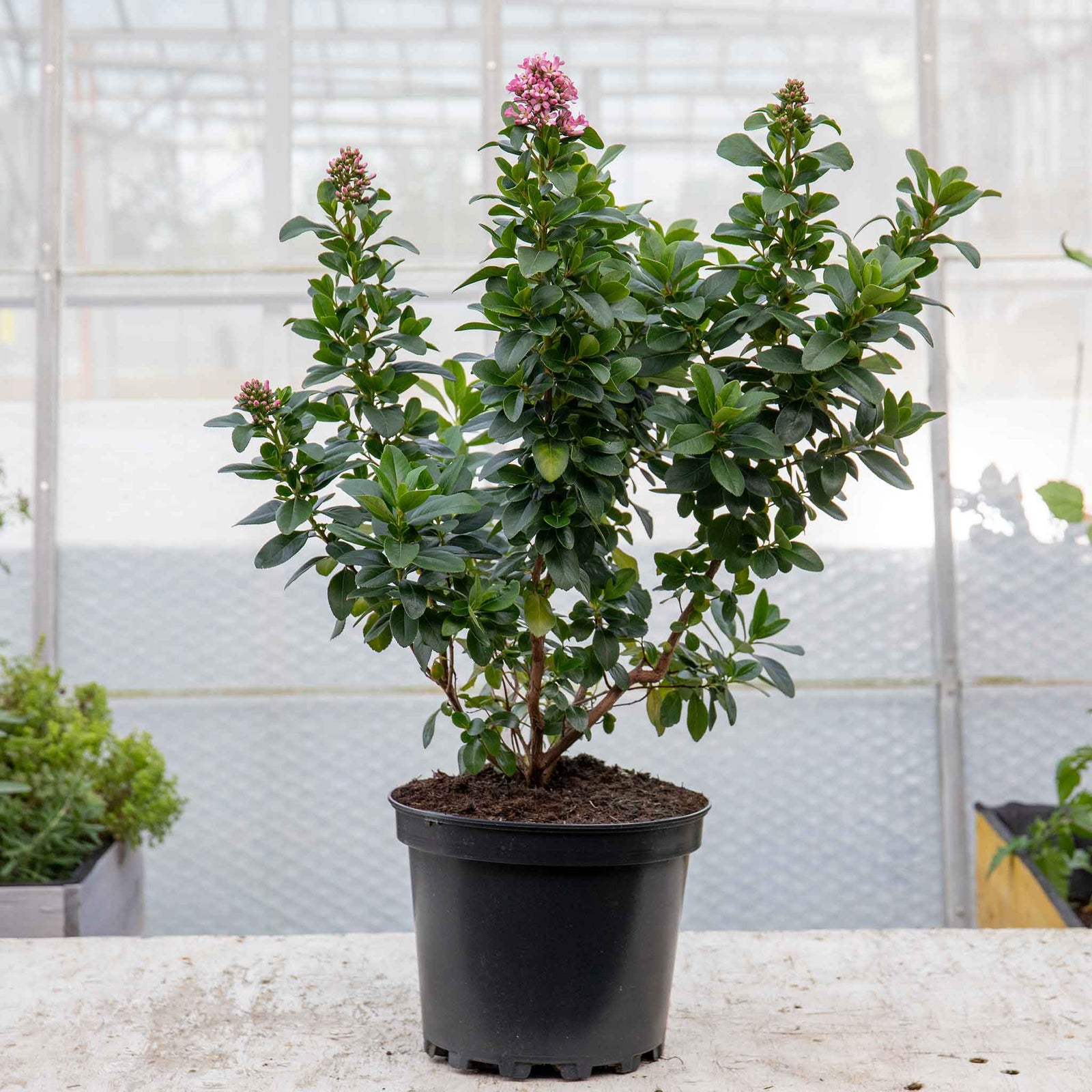 Escallonia Leavis 'pink Elle' - Compact Evergreen Shrub | 1 x 9cm | Green & Pink
