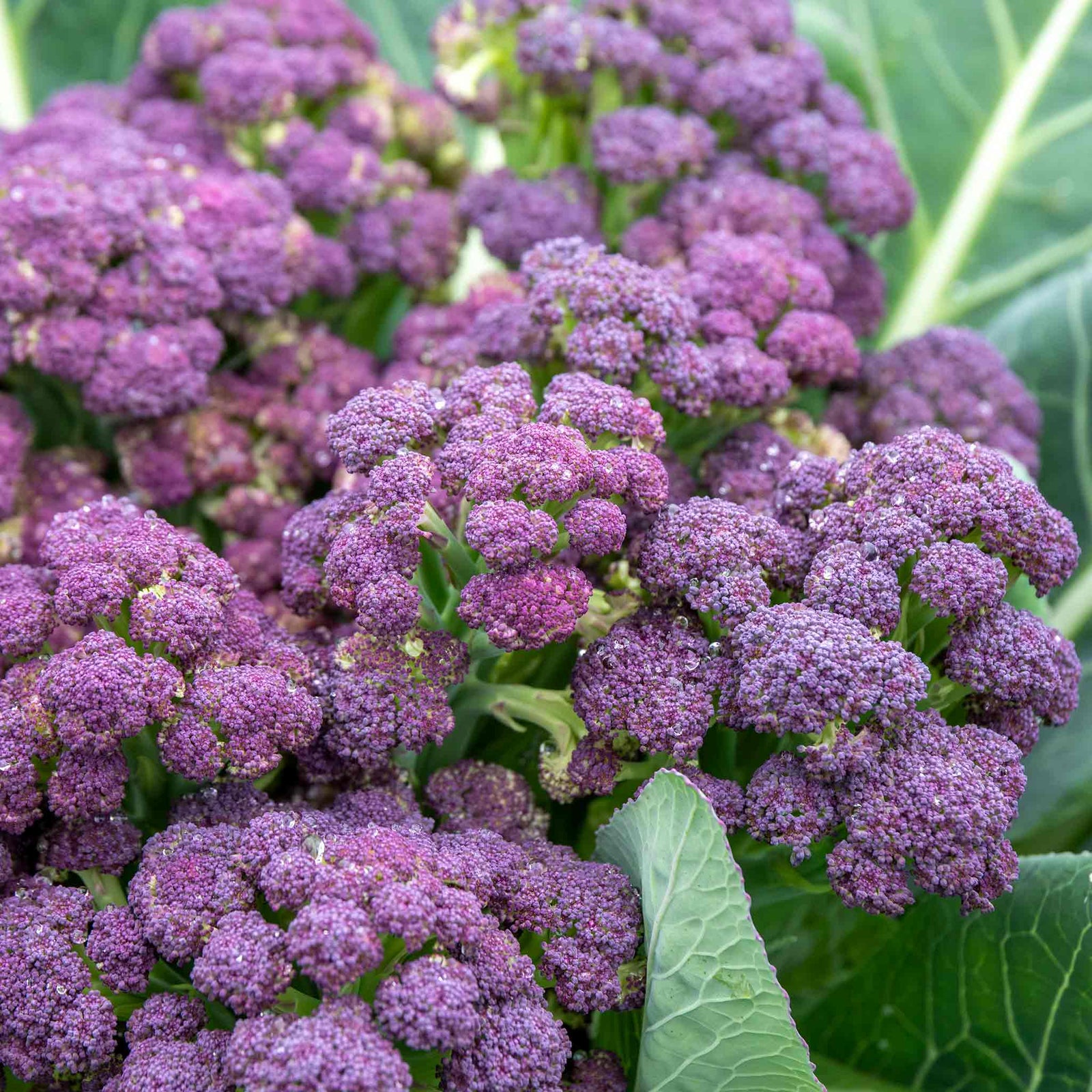 Purple Sprouting Broccoli 'cardinal' - | 12 x Garden Ready Plugs | Purple