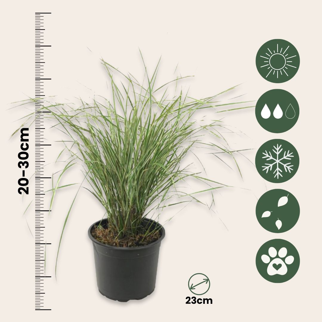 Feather Reed Grass - 2 Pcs. - Calamagrostis 'overdam' - Height 20-30cm - ⌀23cm | Set of 2 | Green
