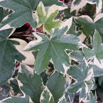 Direct Plants Fatshedera Lizei Variegata Evergreen Shrub Large Plant Supplied In A 3 Litre Pot