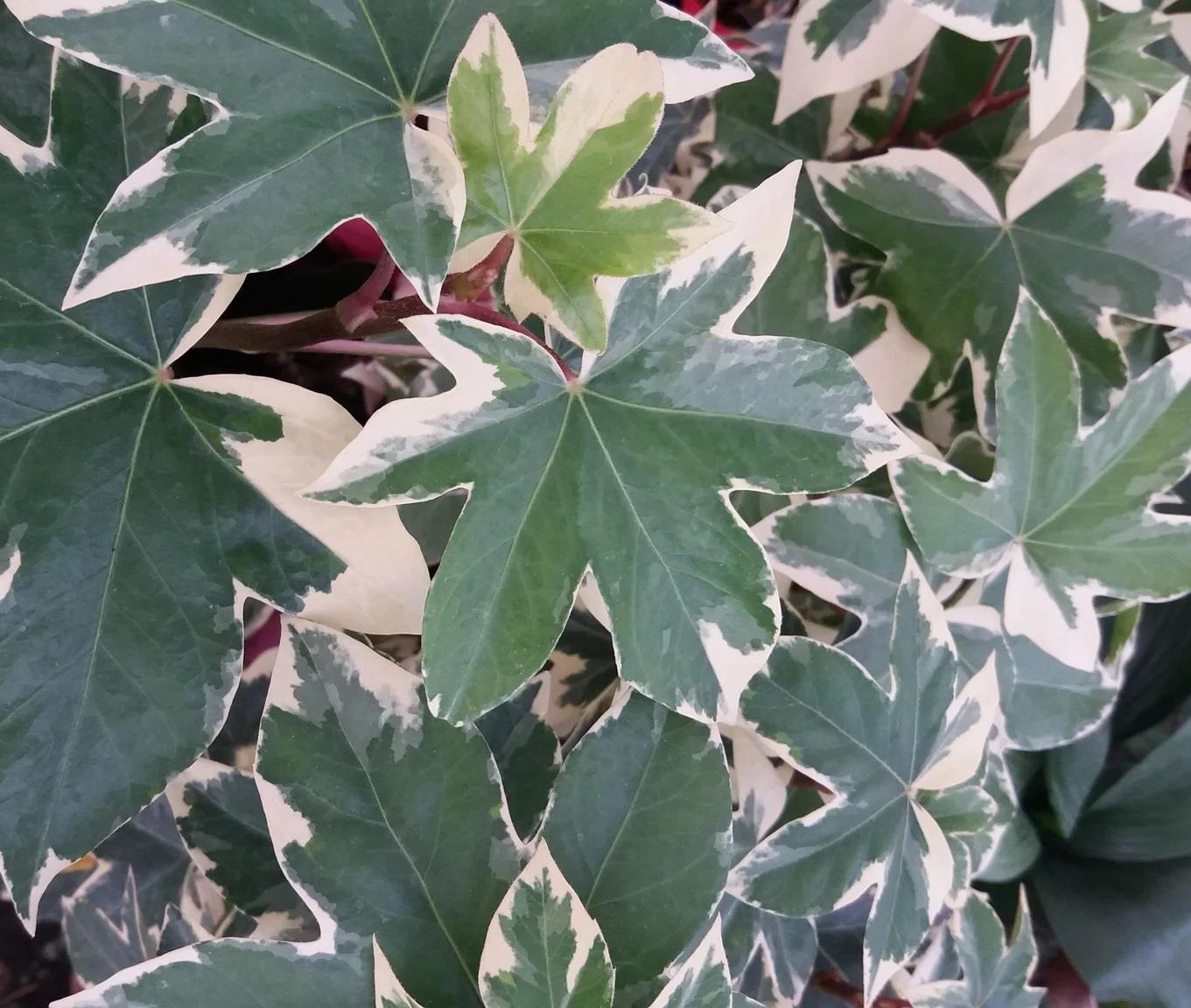 Direct Plants Fatshedera Lizei Variegata Evergreen Shrub Large Plant Supplied In A 3 Litre Pot