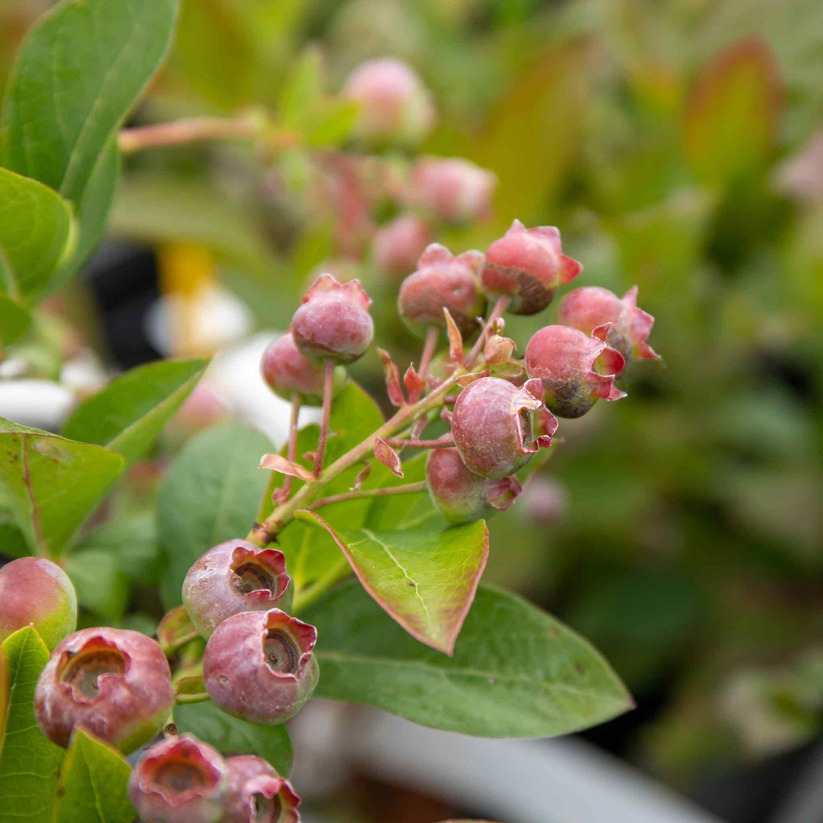 Blueberry 'pink Berry' - Compact Pink-fruited Blueberry Plant | 5l