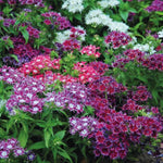 Phlox Pop Stars Mixed Hardy Annual Garden Ready Plants For Borders And Containers | 12 x Garden Ready Plants