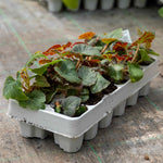 Begonia 'illumination Tropical Shades' - Trailing Summer Bedding | 20 x Pro Grower Plugs | Yellow