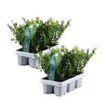 Japanese Holly - 12 Pcs. - Ilex Crenata 'jenny' - Height 10-20cm - ⌀9cm | Green