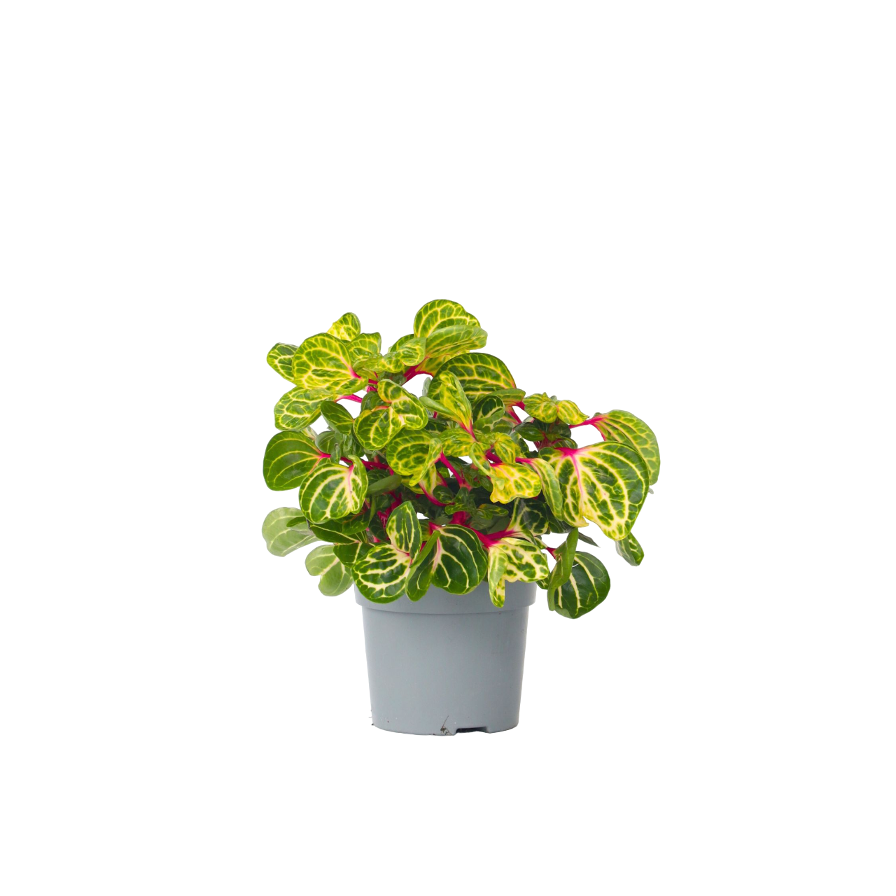 Bloodleaf Plant - Iresine Herbstii - Height 20-30cm - ⌀13cm | Set-of-1 | Yellow