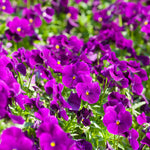 Hayloft Pansy Cool Wave Purple - Rich And Regal 12 x plug plants