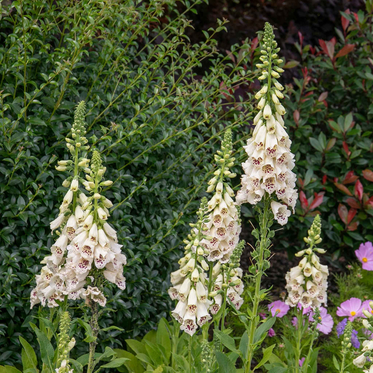 Digitalis 'dalmatian Cream' Compact Rhs Award Foxglove | 3 x Jumbo Plugs | Multi