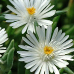 Delosperma Wheels Of Wonder 'white' - 9cm pots | 1 x 9cm | White