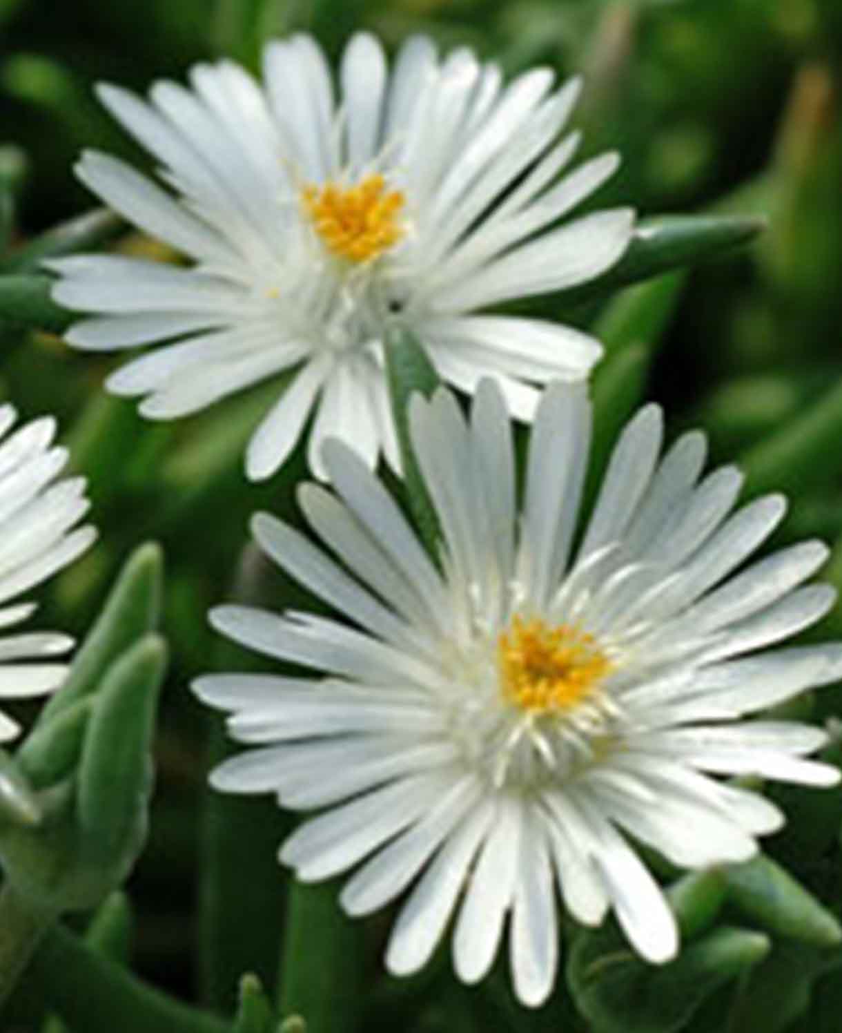 Delosperma Wheels Of Wonder 'white' - 9cm pots | 3 x 9cm | White