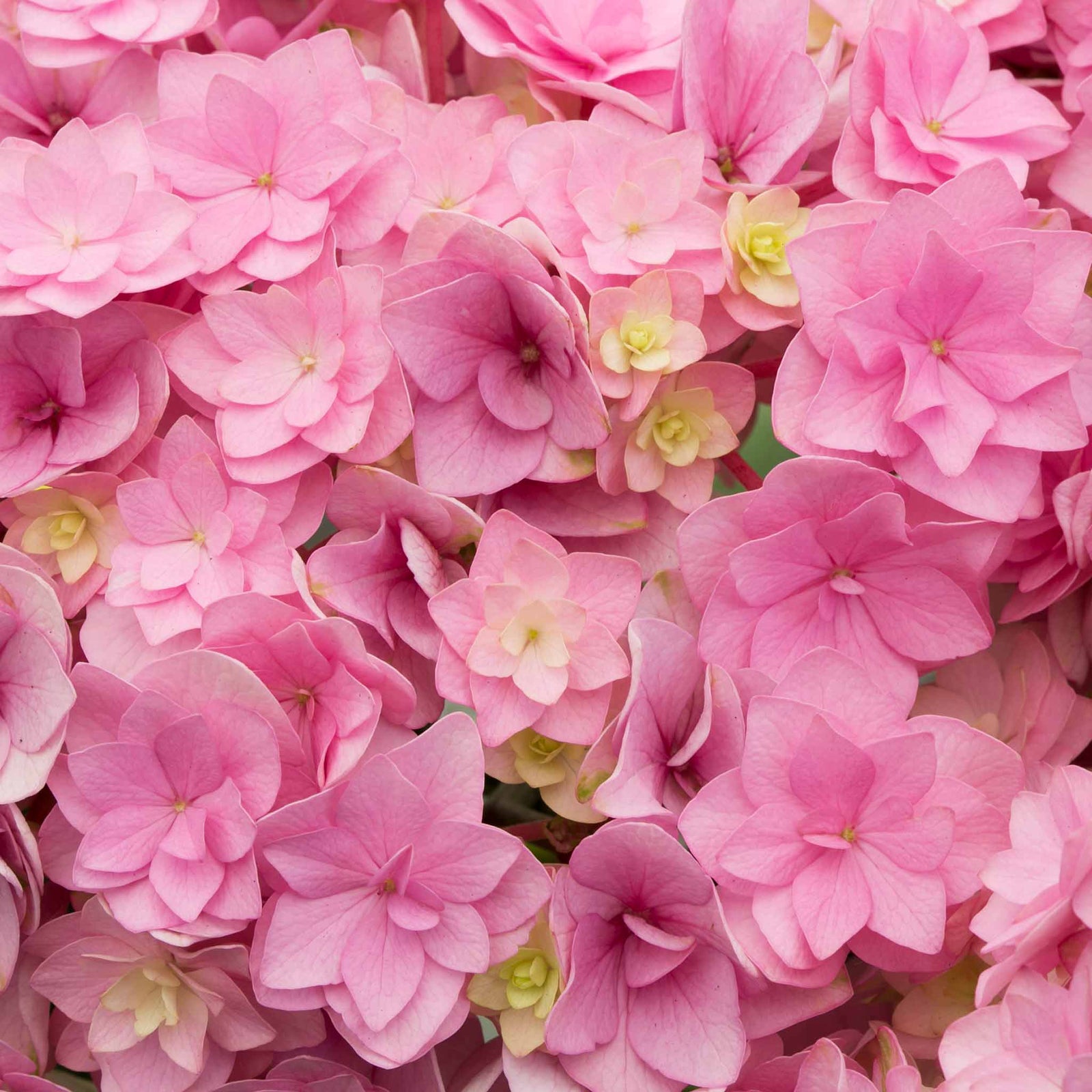 Hydrangea 'together' Double-flowering Shrub | 1 x 3L | Pink