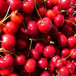 Prunus Stella Cherry Fruit Tree 5-6ft Tall Supplied In A 10 Litre Pot