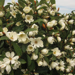 Magnolia Fairy Honey Velvet Evergreen Magnolia Tree Large 30-40cm Tall Supplied In A 2/3 Litre Pot