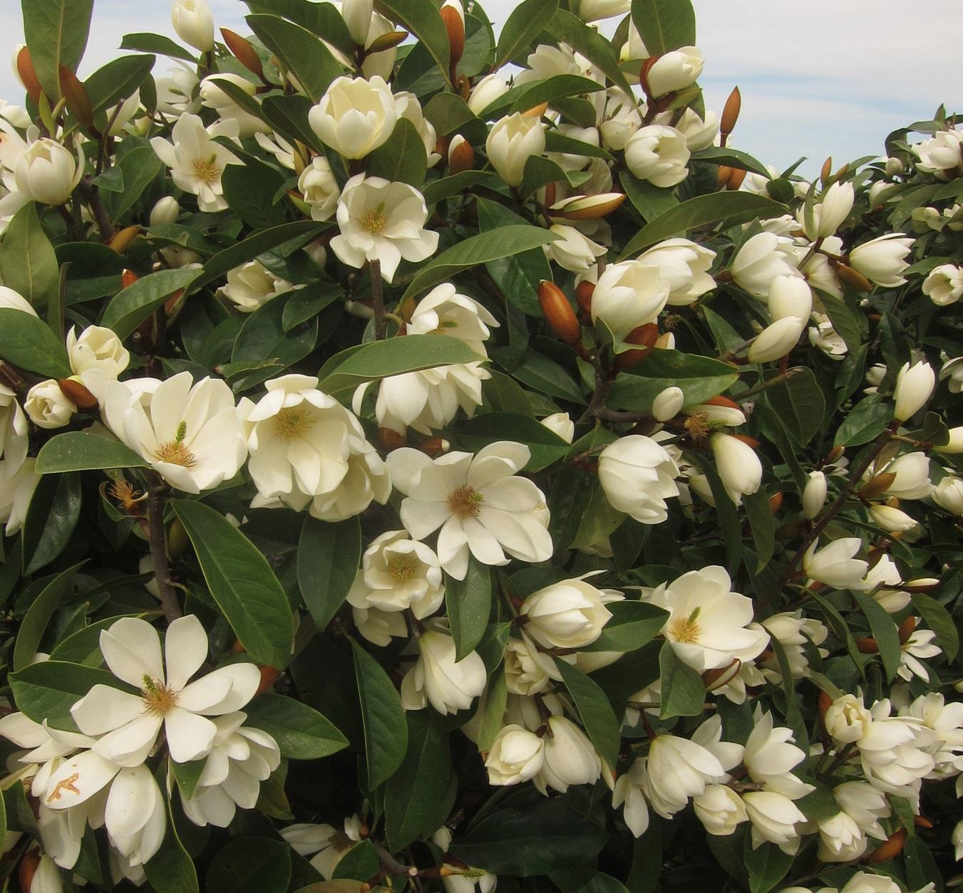 Magnolia Fairy Honey Velvet Evergreen Magnolia Tree Large 30-40cm Tall Supplied In A 2/3 Litre Pot