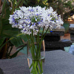 Agapanthus Africanus 'Twister' | 3 x 9cm | Blue & White