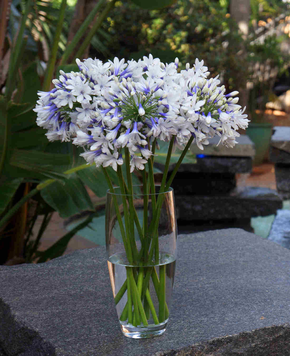 Agapanthus Africanus 'Twister' | 3 x 9cm | Blue & White