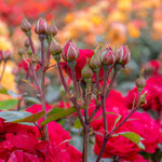 Rose 'precious Ruby' (floribunda Rose) | 1 x Bare Root | Red