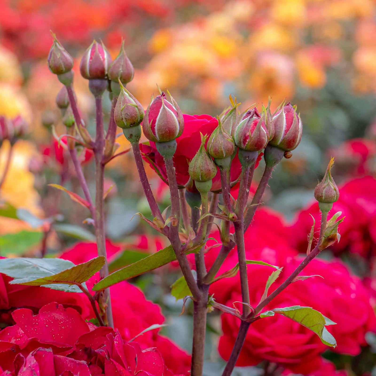 Rose 'precious Ruby' (floribunda Rose) | 1 x Bare Root | Red