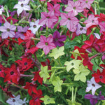 Summer Bedding Collection 24 Plugs