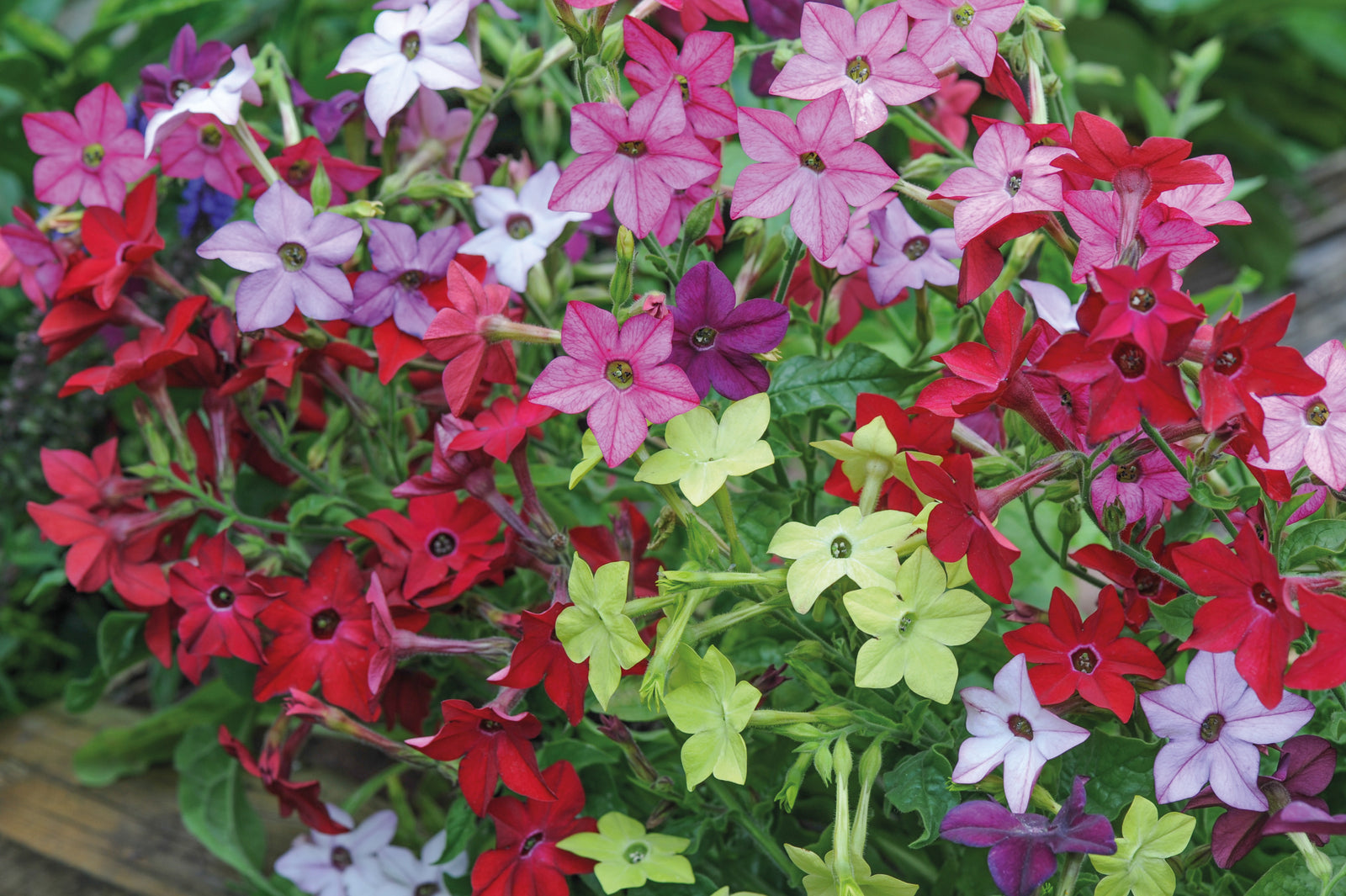 Summer Bedding Collection 24 Plugs