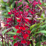 Lobelia 'starship Burgundy' - Hardy Perennial, Burgundy Flower Spikes, 100 Cm 9cm | Set of 1 | Burgundy