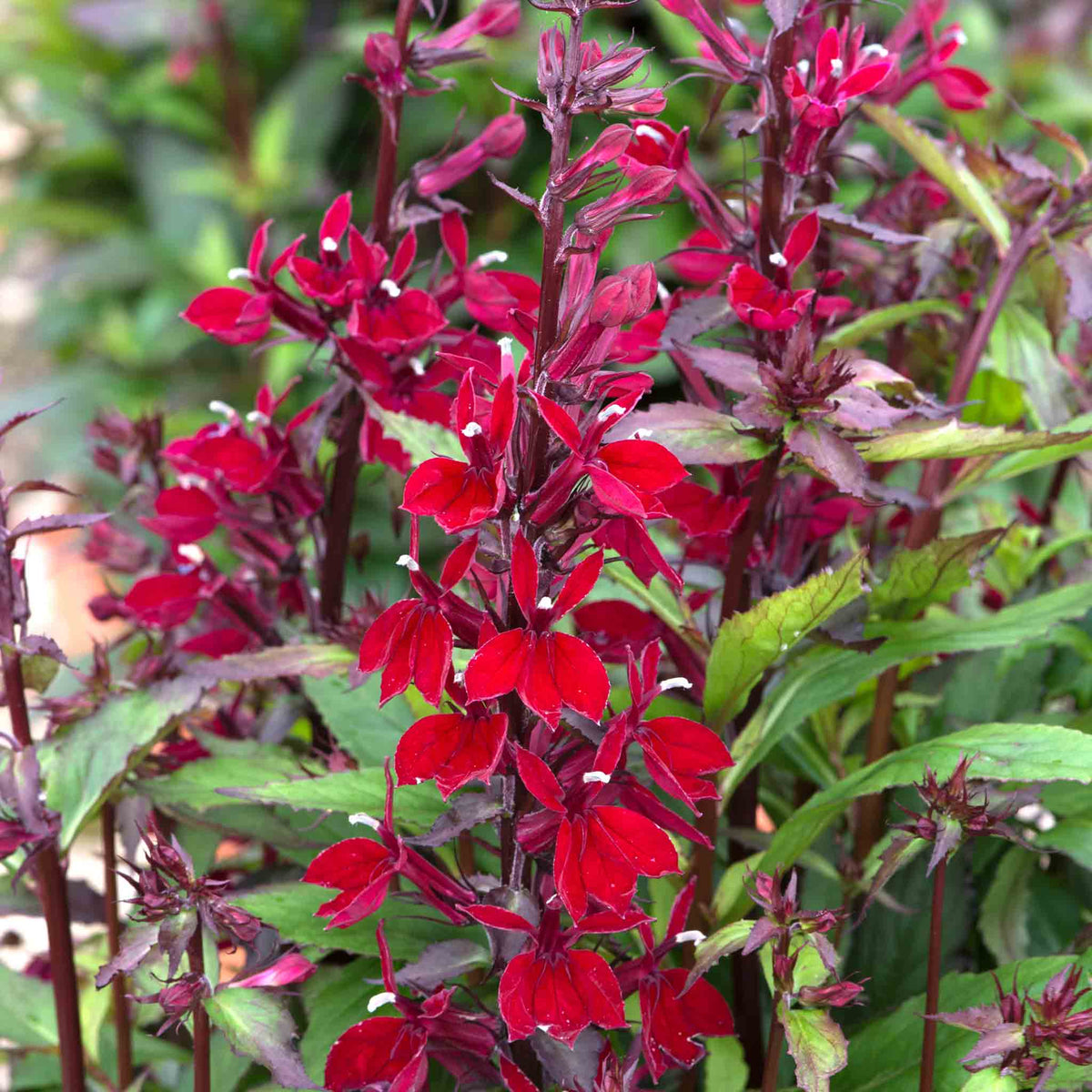 Lobelia 'starship Burgundy' - Hardy Perennial, Burgundy Flower Spikes, 100 Cm 9cm | Set of 1 | Burgundy