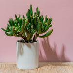Jade Plant - Crassula Ovata 'hobbit' - Height 55-60cm - ⌀30cm | Set of 1 | Green