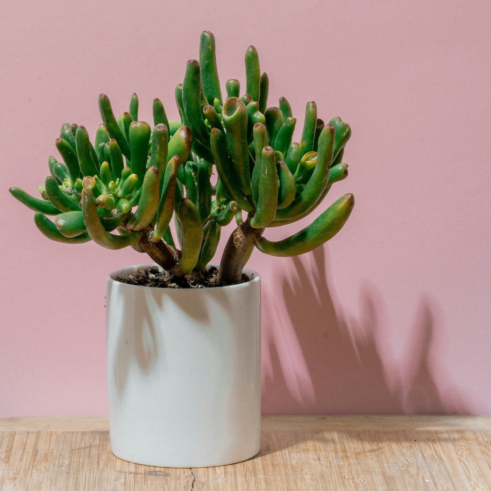 Jade Plant - Crassula Ovata 'hobbit' - Height 45-50cm - ⌀23cm | Set of 1 | Green