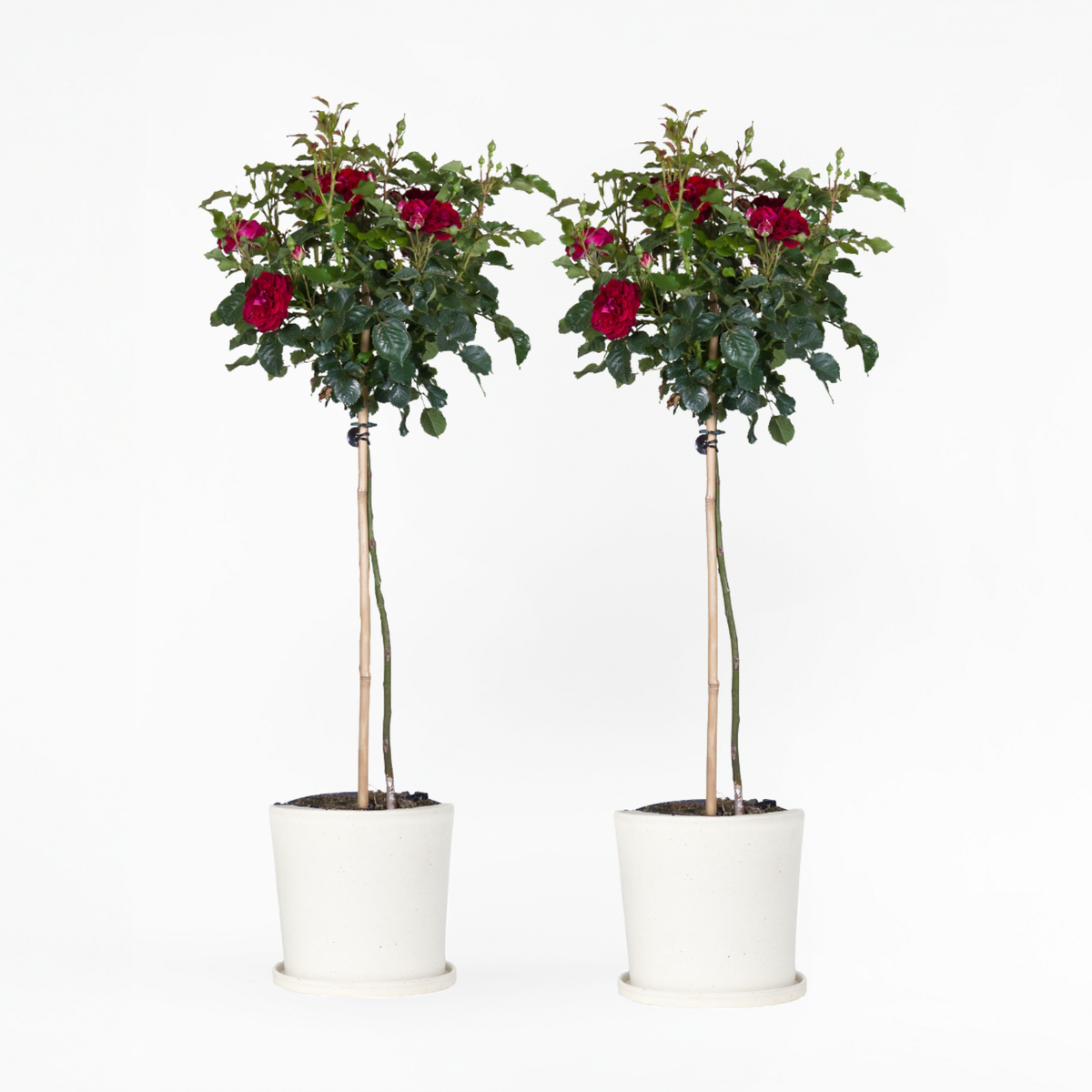 Palace Rose - Height 80-100cm - ⌀19cm | Set of 2 | Red