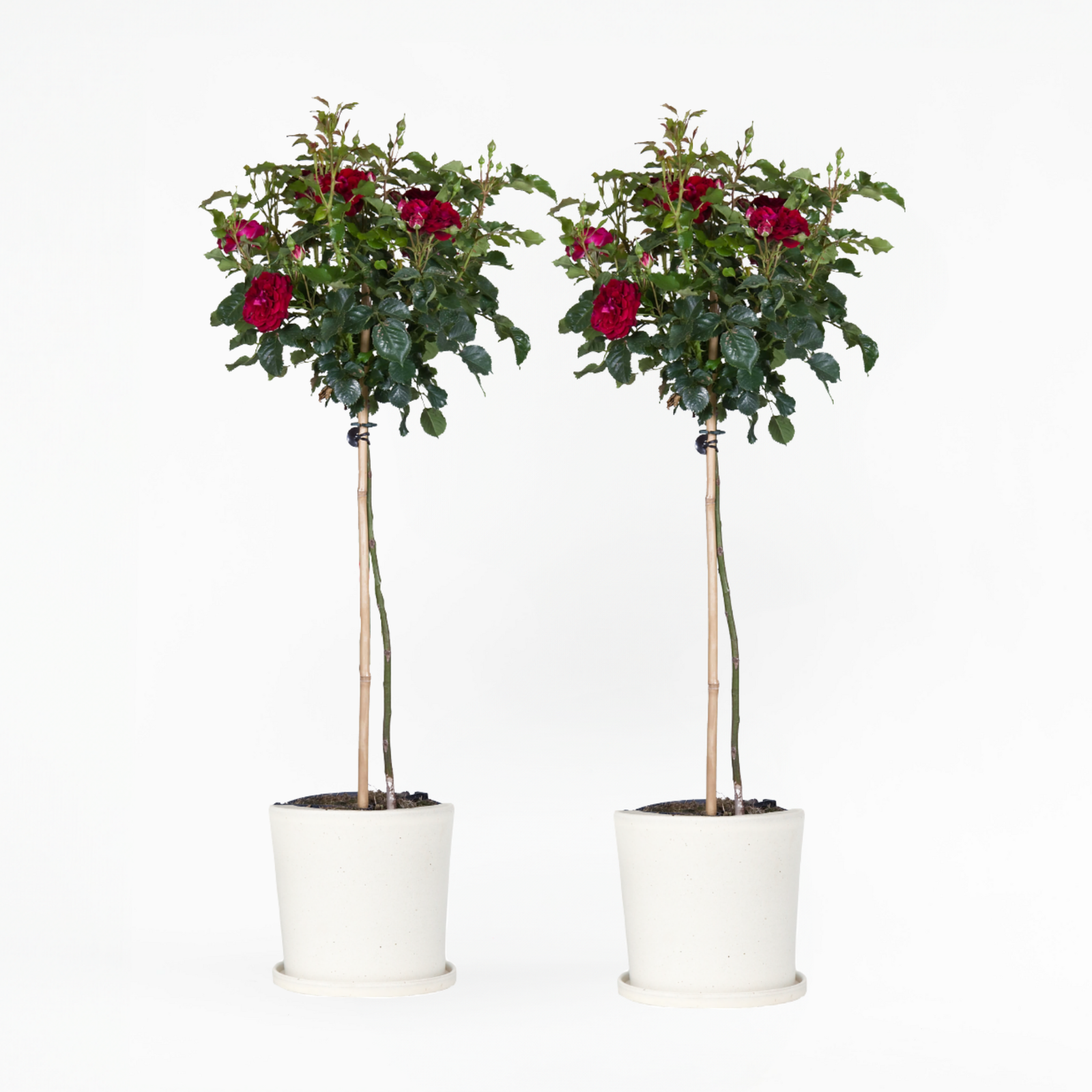 Palace Rose - Height 80-100cm - ⌀19cm | Set-of-2 | Red