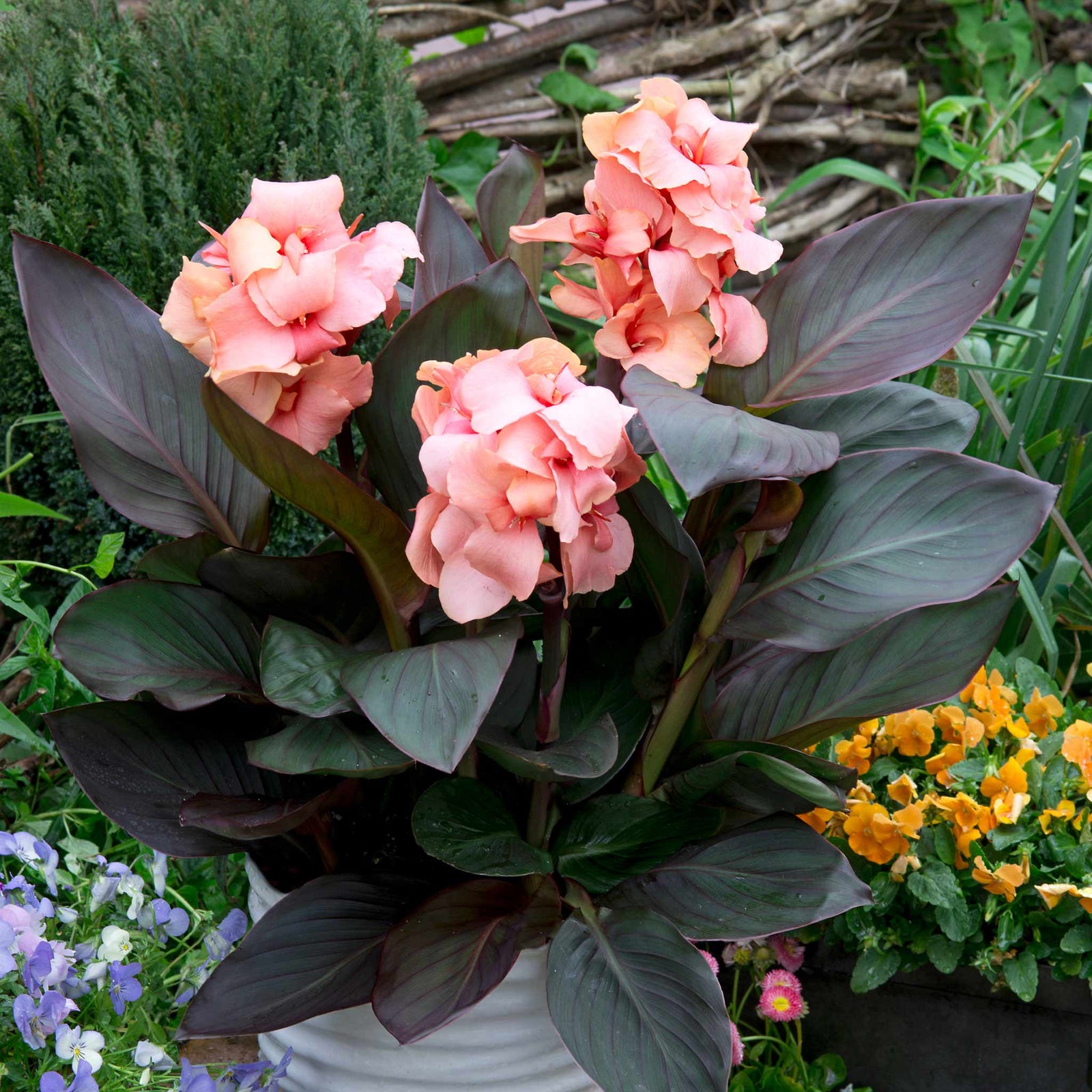 Canna Lily 'cannova Bronze Peach' Plant | 1 x 2L | Multi