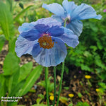 Blue Poppy Meconopsis Lingholm | 12 x Jumbo Plug Plants